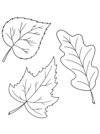 3 feuilles d'automne