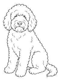 Chien Barbet