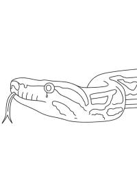 Boa constricteur