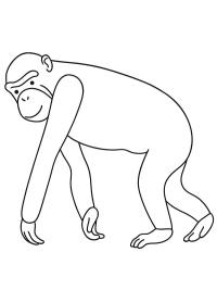 Bonobo