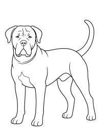Cane corso