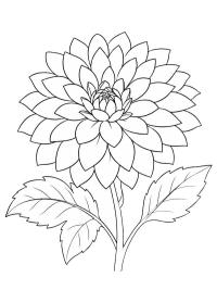 Dahlia