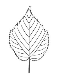 Feuille d'aulne