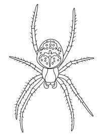 Araignée porte-croix