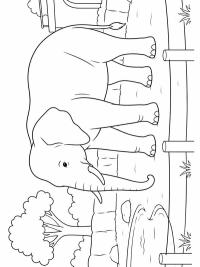 Éléphant dans le zoo