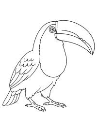 Toucan