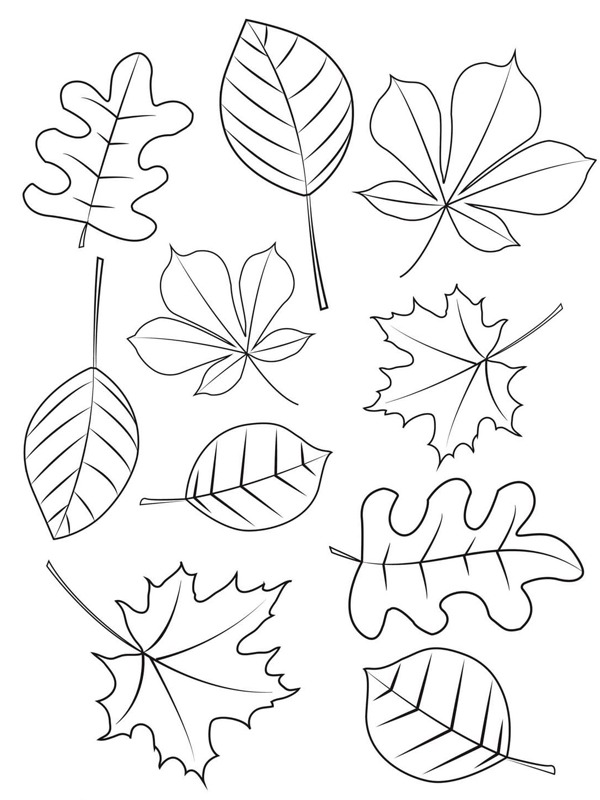 Différentes feuilles d'automne Coloriage